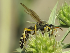 Cerceris tuberculata