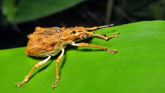 Platyomus nodipennis