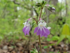 Collinsia violacea