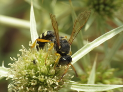 Cerceris tuberculata
