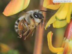 Anthophora melanognatha