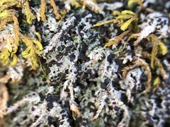 Bilimbia sabuletorum