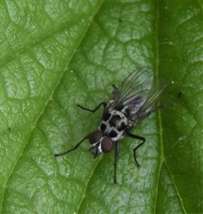Anthomyia pluvialis
