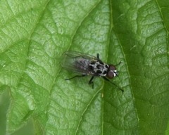 Anthomyia pluvialis