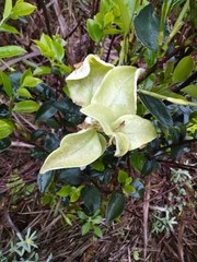 Camellia oleifera