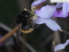 Anthophora plagiata