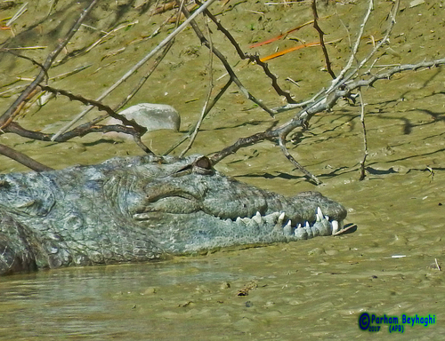 Mugger Crocodile, photo 8 of 10