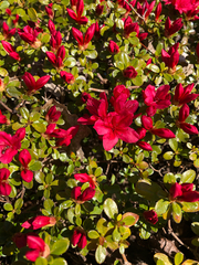 Rhododendron × hybridum