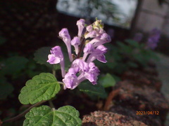 Scutellaria indica