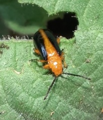 Phyllobrotica limbata