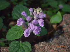 Scutellaria indica