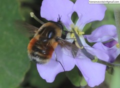 Bombylius erythropleurus
