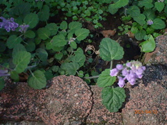 Scutellaria indica