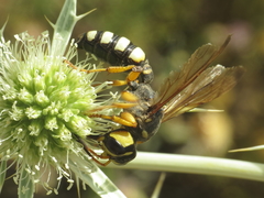 Cerceris tuberculata