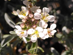 Hormathophylla spinosa