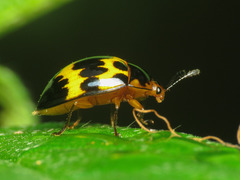Iphiclus delineatus