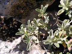 Hormathophylla spinosa