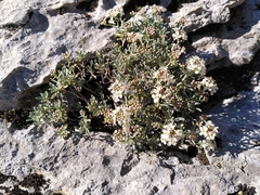 Hormathophylla spinosa