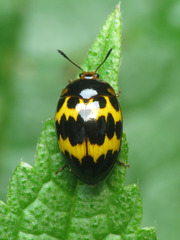 Iphiclus delineatus