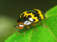 Iphiclus delineatus