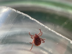 Dermacentor variabilis