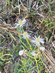 Erigeron vernus