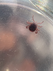 Dermacentor variabilis