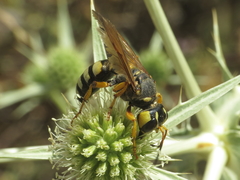 Cerceris tuberculata