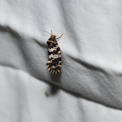 Ardiosteres moretonella
