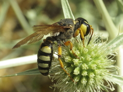 Cerceris tuberculata