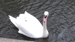 Cygnus olor