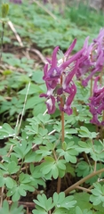 Corydalis solida