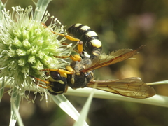 Cerceris tuberculata