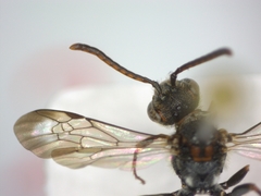 Nomada flavoguttata