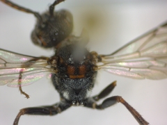 Nomada flavoguttata