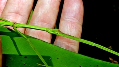 Cladoxerus cryphaleus