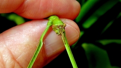 Cladoxerus cryphaleus