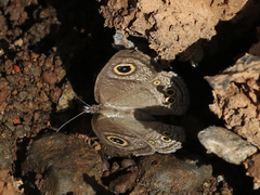 Ypthima baldus madrasa