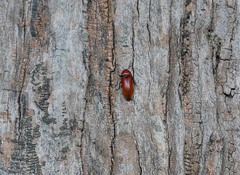Elater ferrugineus