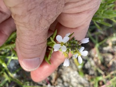 Cakile lanceolata