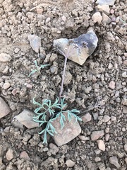 Lomatium piperi