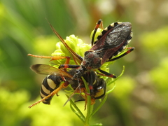 Cerceris tuberculata