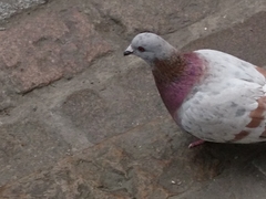 Columba livia domestica