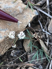 Lomatium piperi