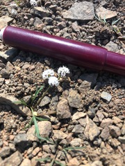 Lomatium piperi