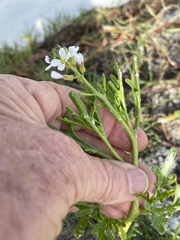 Cakile lanceolata