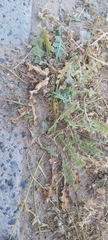 Launaea capitata