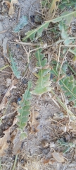 Launaea capitata