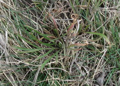 Trinia multicaulis