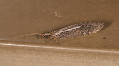 Stenosmylinae